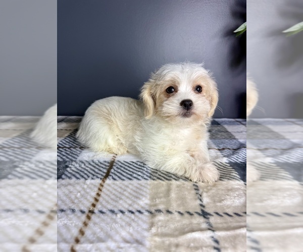 Medium Photo #3 Maltipoo Puppy For Sale in GREENFIELD, IN, USA