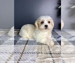 Small #2 Maltipoo