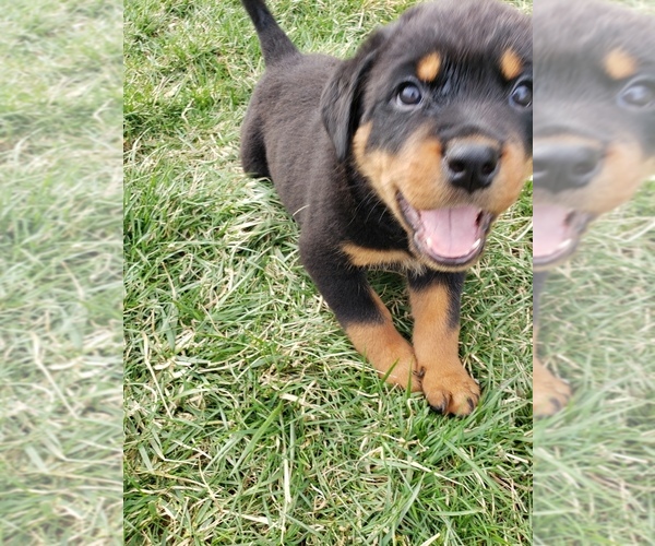Medium Photo #5 Rottweiler Puppy For Sale in STEUBENVILLE, OH, USA
