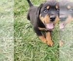 Small Photo #5 Rottweiler Puppy For Sale in STEUBENVILLE, OH, USA