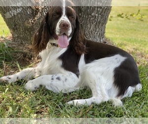 Father of the English Springer Spaniel puppies born on 10/05/2020