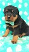 Small Photo #2 Rottweiler Puppy For Sale in LANCASTER, PA, USA