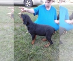 Small Photo #9 Rottweiler Puppy For Sale in PINE KNOT, KY, USA
