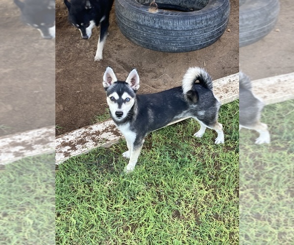 Medium Photo #1 Alaskan Klee Kai Puppy For Sale in GLENDALE, AZ, USA