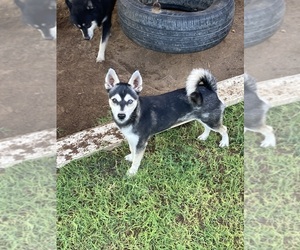 Alaskan Klee Kai Puppy for Sale in GLENDALE, Arizona USA
