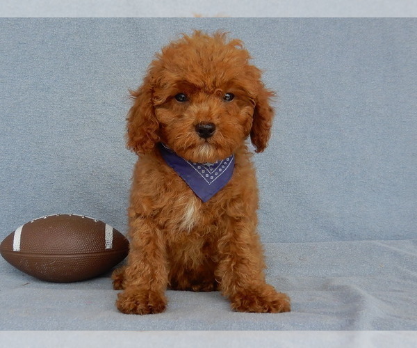 Medium Photo #5 Cavapoo Puppy For Sale in MILLERSBURG, OH, USA