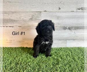 Poodle (Toy)-Schnauzer (Miniature) Mix Puppy for sale in EL CAMPO, TX, USA