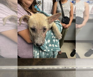 German Shepherd Dog Dogs for adoption in Stockton, CA, USA