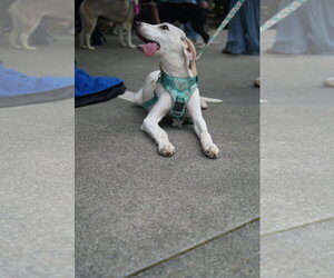 Lace - Female American Foxhound Dog for Adoption - Photo #3