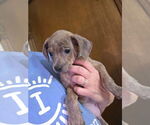 Small #3 Chihuahua Mix