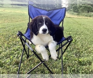 Border Collie-Redbone Coonhound Mix Puppy for sale in HILLSBORO, WI, USA