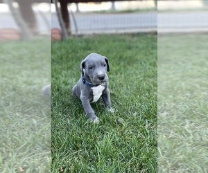 Great Dane-Unknown Mix Puppy for sale in BIG BEAR CITY, CA, USA