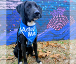Small #1 Labrador Retriever Mix