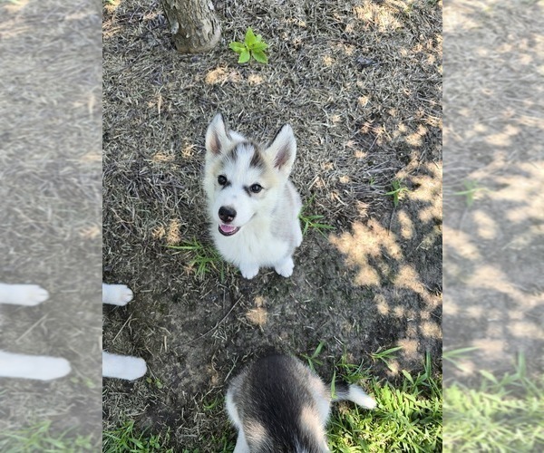 Medium Photo #3 Siberian Husky Puppy For Sale in GODWIN, NC, USA