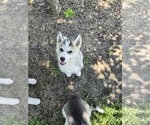 Small #2 Siberian Husky