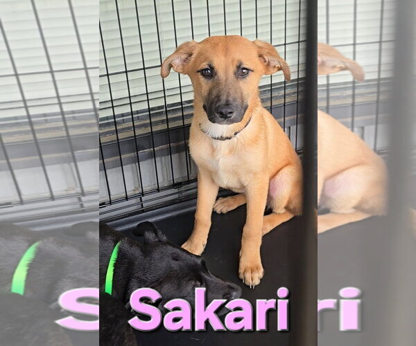 Medium Photo #20 Labrador Retriever-Unknown Mix Puppy For Sale in McDonough, GA, USA