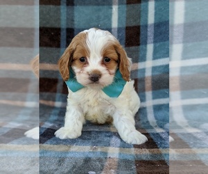 Cock-A-Poo Puppy for sale in KIRKWOOD, PA, USA