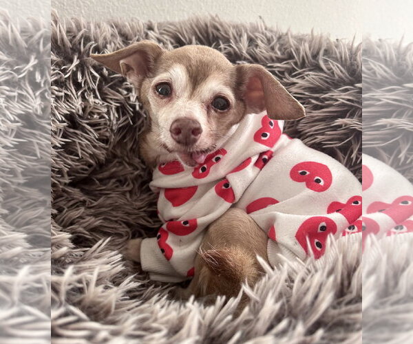 Medium Photo #1 Chihuahua-Unknown Mix Puppy For Sale in Newport Beach, CA, USA