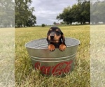 Small #1 Dachshund