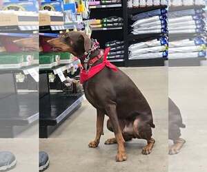 Atlas - Male Doberman Pinscher Dog for Adoption - Photo #20
