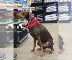 Small Photo #20 Doberman Pinscher Puppy For Sale in Buffalo, MN, USA
