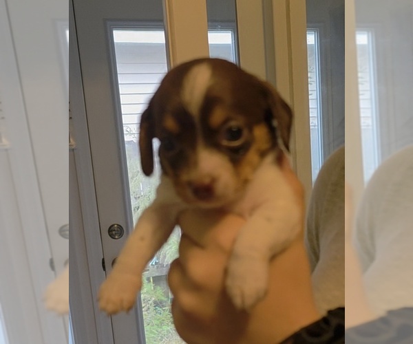 Medium Photo #1 Schweenie Puppy For Sale in WILMINGTON, NC, USA