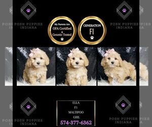 Maltipoo Puppy for sale in WARSAW, IN, USA