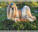 Small Photo #1 Shih Tzu Puppy For Sale in OCALA, FL, USA