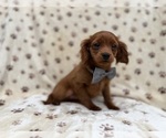 Small #2 Cavapoo (Miniature)