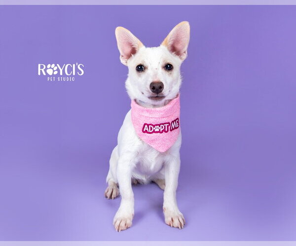 Medium Photo #1 Chiweenie Puppy For Sale in Sandy, UT, USA