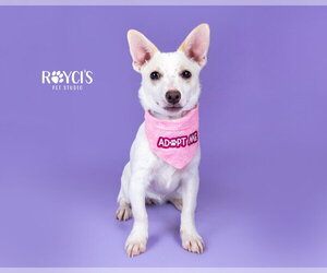 Chiweenie Dogs for adoption in Sandy, UT, USA