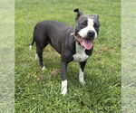 Small #5 American Pit Bull Terrier Mix