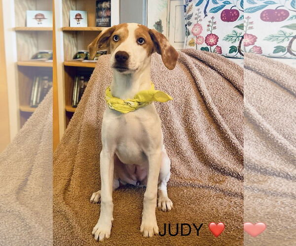 Medium Photo #1 Treeing Walker Coonhound-Unknown Mix Puppy For Sale in Rockaway, NJ, USA