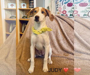 Treeing Walker Coonhound-Unknown Mix Dogs for adoption in Rockaway, NJ, USA