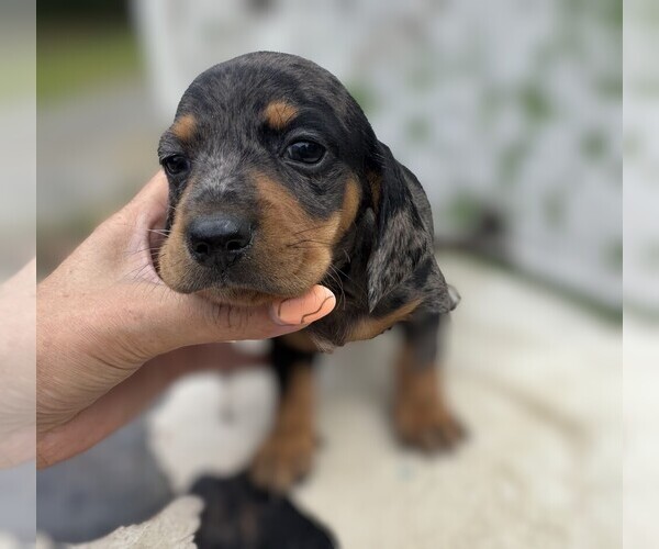 Medium Photo #1 Dachshund Puppy For Sale in HARBOR CITY, CA, USA