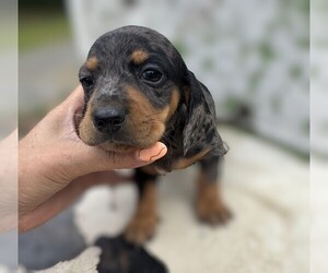 Dachshund Puppy for sale in HARBOR CITY, CA, USA