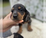 Small Dachshund