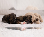 Small Photo #16 Bernedoodle Puppy For Sale in LEAVENWORTH, IN, USA