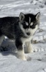 Small Photo #4 Siberian Husky Puppy For Sale in MORGANTOWN, IN, USA