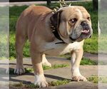 Small Photo #1 English Bulldog Puppy For Sale in STEPHENVILLE, TX, USA
