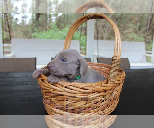 Medium Photo #3 Weimaraner Puppy For Sale in QUITMAN, TX, USA