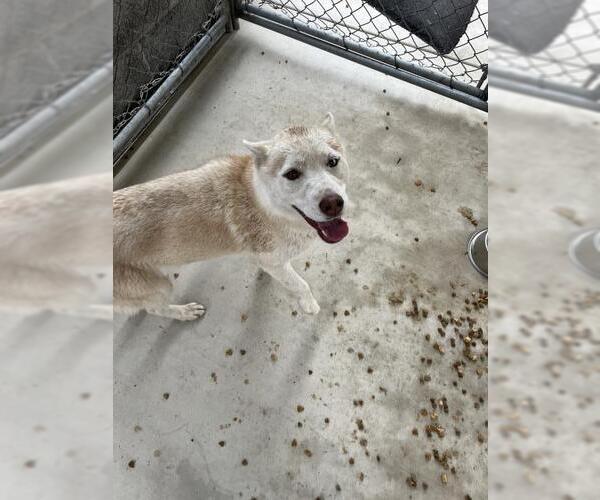 Medium Photo #1 Siberian Husky Puppy For Sale in Redlands, CA, USA