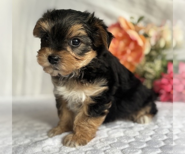 Medium Photo #5 Morkie Puppy For Sale in ROCK STREAM, NY, USA