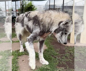Chad - Male Siberian Husky-Unknown Mix Dog for Adoption - Photo #3