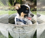 Small Photo #2 Australian Cattle Dog-Border Collie Mix Puppy For Sale in CENTRALIA, IL, USA
