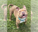 Small #1 Bulldog Mix