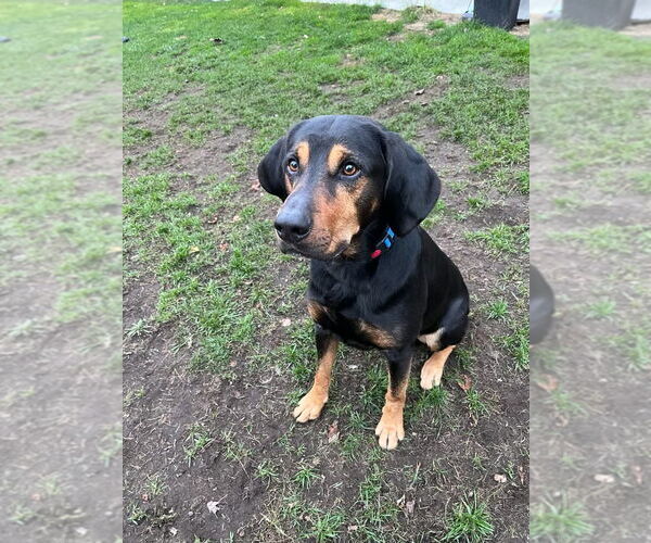 Medium Photo #2 Coonhound-Unknown Mix Puppy For Sale in Muskegon, MI, USA