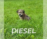 Small #1 Shorkie Tzu