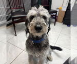 Small #5 Mutt