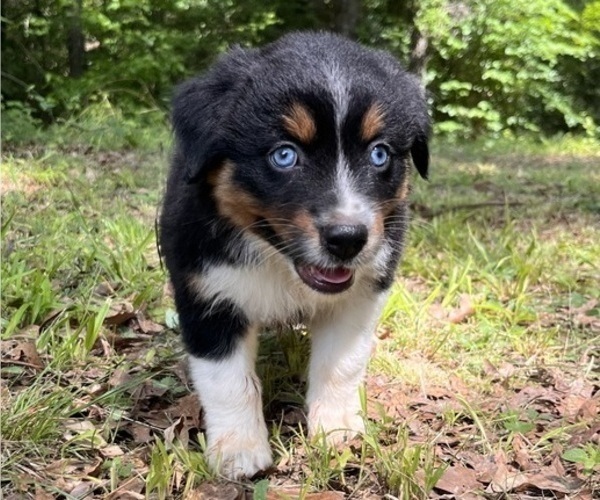 Medium Photo #3 Australian Shepherd Puppy For Sale in ELBERTON, GA, USA